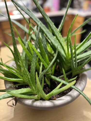 Green aloe organic live - green, rooted