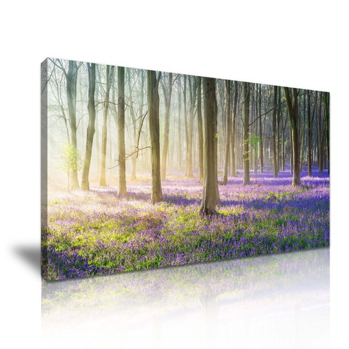 Stunning bluebells forest - stunning,