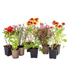 Hardy Perennial Plant Lucky Dip Collection (5 plants)