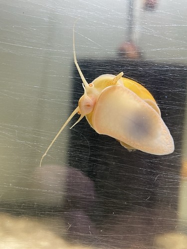 Golden mystery snails - golden,