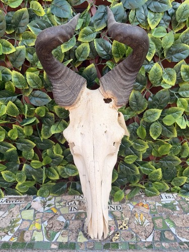 Lichtenstein hartebeest - lichtenstein’s,