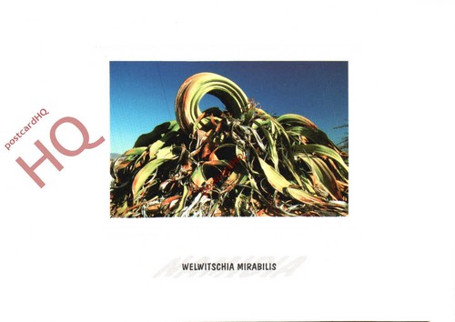 Picture postcard namibia - picture,