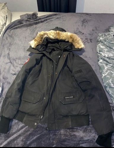 Canada goose black - goose, hood
