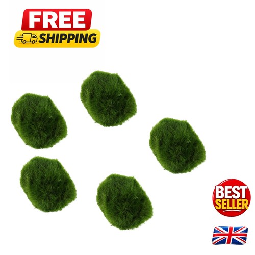 Mini live marimo moss - 5,