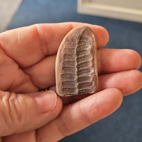 Natural trilobite pygidium - natural,