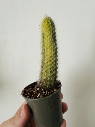Variegated rare cleistocactus - rare,