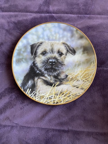 Border terrier little - terrier,
