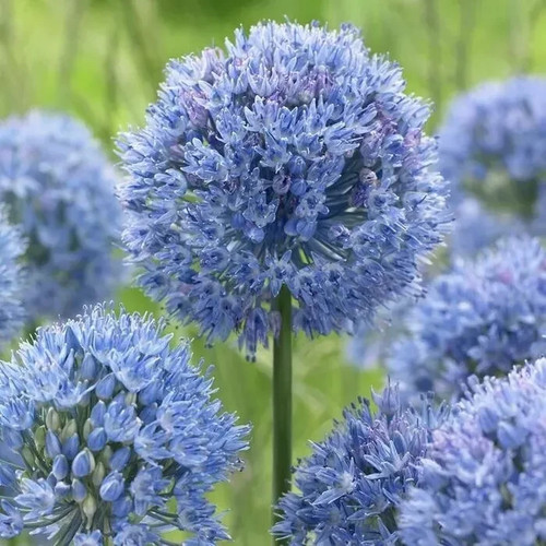 10x allium azureum beautiful - allium,