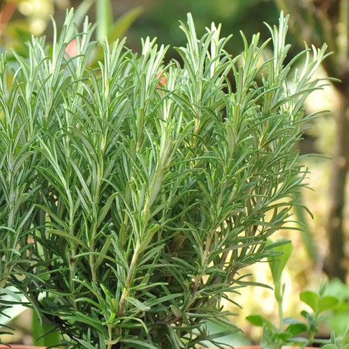 Rosemary salvia rosmarinus - |, |