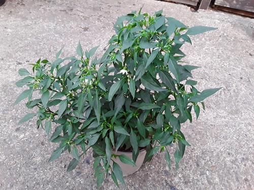 Super chilli plant - super, hot