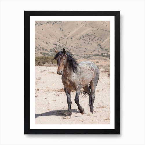 Blue roan wild - horse, art