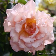 Phyliss Bide -Rambling Rose