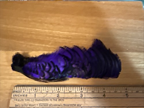 Lady amherst pheasant - amherst, complete