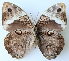 Opsiphanes Tamarindi Female