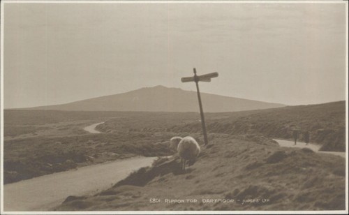 Rippon tor dartmoor rppc - tor,