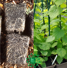 Field Grade Hop Plants - 20+ Varieties - Female - 9cm/1L pots - Plant Passports