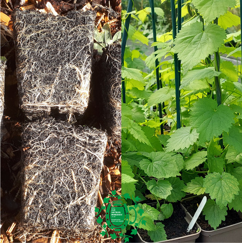 Field grade hop plants 20 - grade,