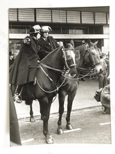 Mounted Police Horses
