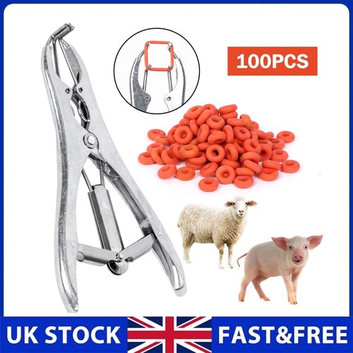 Sheep lamb castration - sheep,