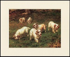 CLUMBER SPANIEL DOGS LOVELY