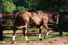 Leaders new horse equine - leaders,