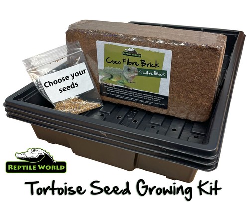 Reptile world tortoise - world, seed