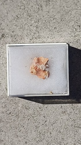 Fossil fish vertebrae from - fossil,