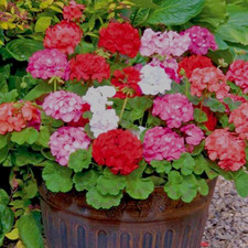 GERANIUMS x60 Plug Plants "Palladium Mixed" | PRE-ORDER | FREE P&P!
