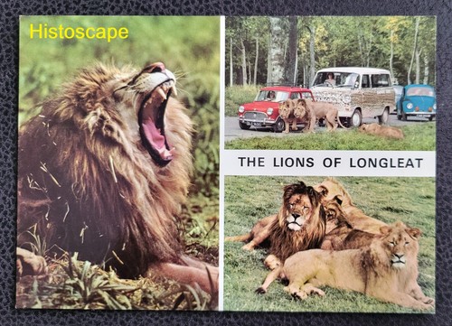 Postcard unused the lions - unused,