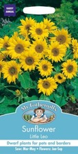 Mr fothergill's Sunflower Seeds little leo 25 Seeds Dwarf Plants For Pots 