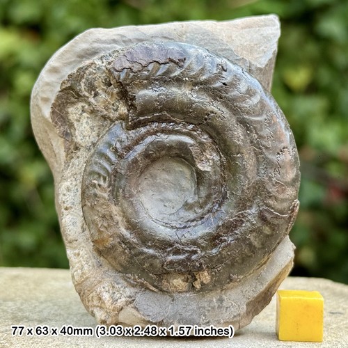 Hildoceras bifrons fossil - hildoceras,