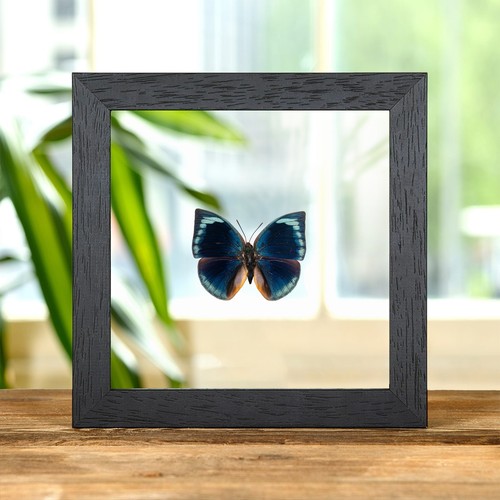 Blue round wing butterfly - blue,