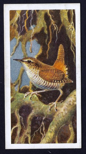 Brooke bond bird portraits - bond,