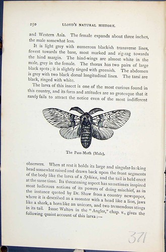 Old puss moth male - male, larva