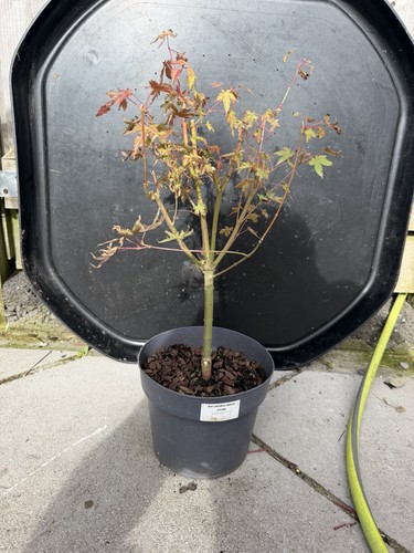 Acer palmatum katsura japanese - katsura,