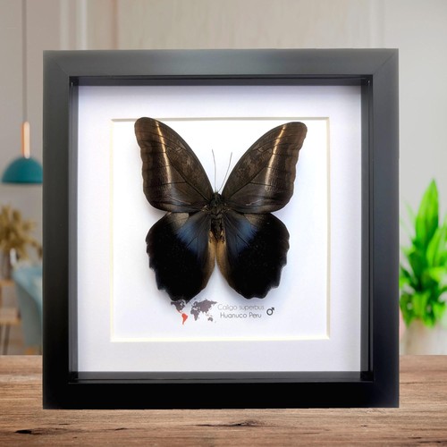 Framed caligo superbus giant - superbus,,