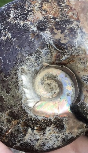 Unique large natural ammonite - unique,