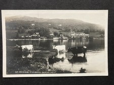 Cattle at Waterhead Windermere