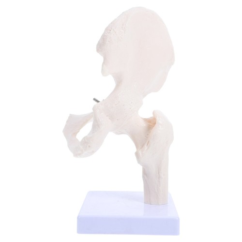 Pvc durable skeleton model for - durable,