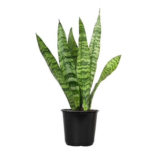 Live snake plant - live, plant,