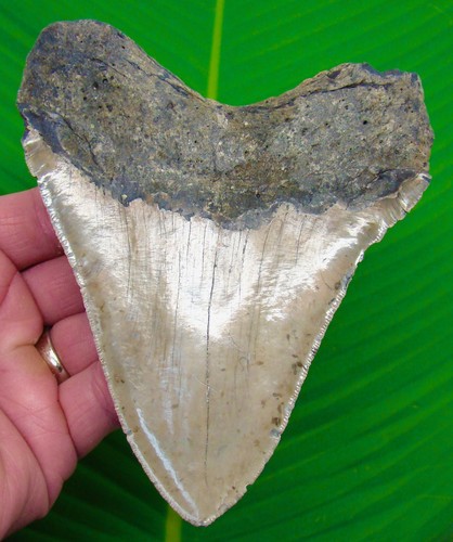 Megalodon shark tooth - megalodon,