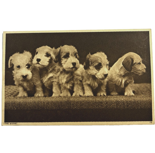 Postcard puppies the quins - postcard,