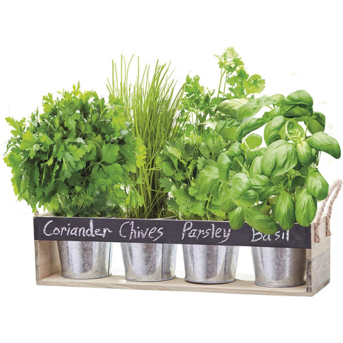 Thompson morgan wooden herb - wooden,