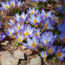 30 x Crocus Bulbs 'Tricolor'