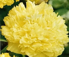 Poppy Papaver paeoniflorum