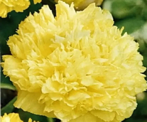Poppy papaver paeoniflorum - papaver,