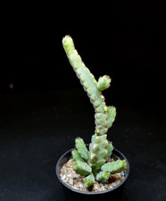 Euphorbia Debilispina 5cm Pot - Cactus Succulent Plant
