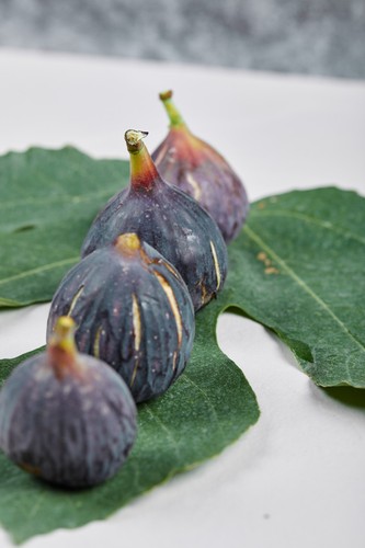 Fig tree starters your - tree, of