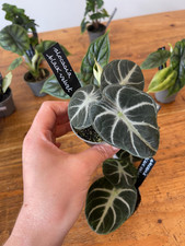 Alocasia Black Velvet Unusual House Plant 6cm
