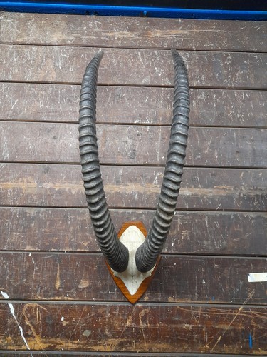 Antique taxidermy horns skull - antique,